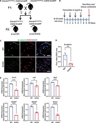 Endothelial β-Catenin Deficiency Causes Blood-Brain Barrier Breakdown via Enhancing the Paracellular and Transcellular Permeability